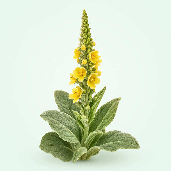 Mullein Extract