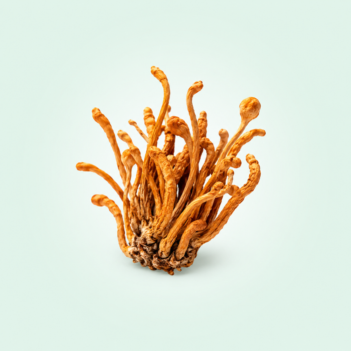 Cordyceps
