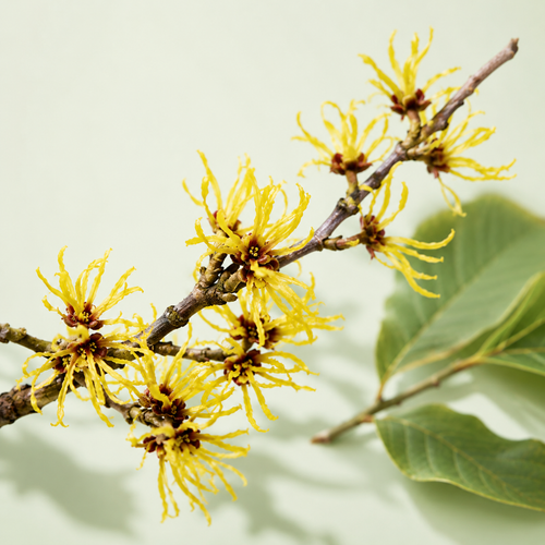 Witch Hazel